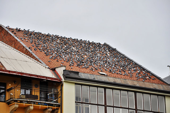 A2B Pest Control are able to install spikes to deter birds from roofs in Milton Keynes. 