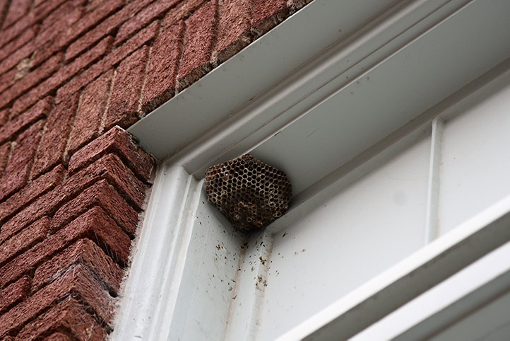 We provide a wasp nest removal service for domestic and commercial properties in Milton Keynes.